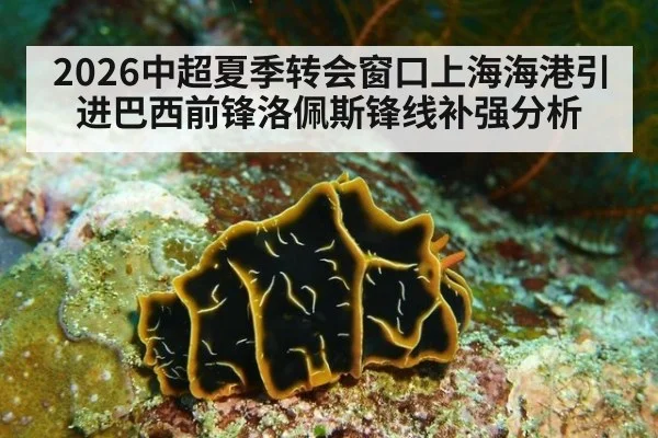 2026中超夏季转会窗口上海海港引进巴西前锋洛佩斯锋线补强分析